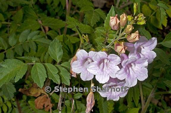 incarvillea arguta 3 graphic